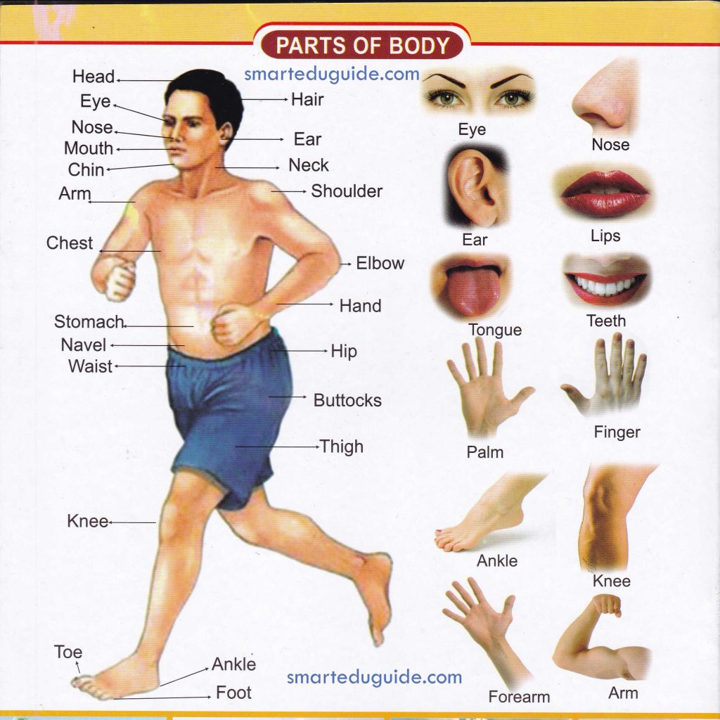 human body parts name with picture in english