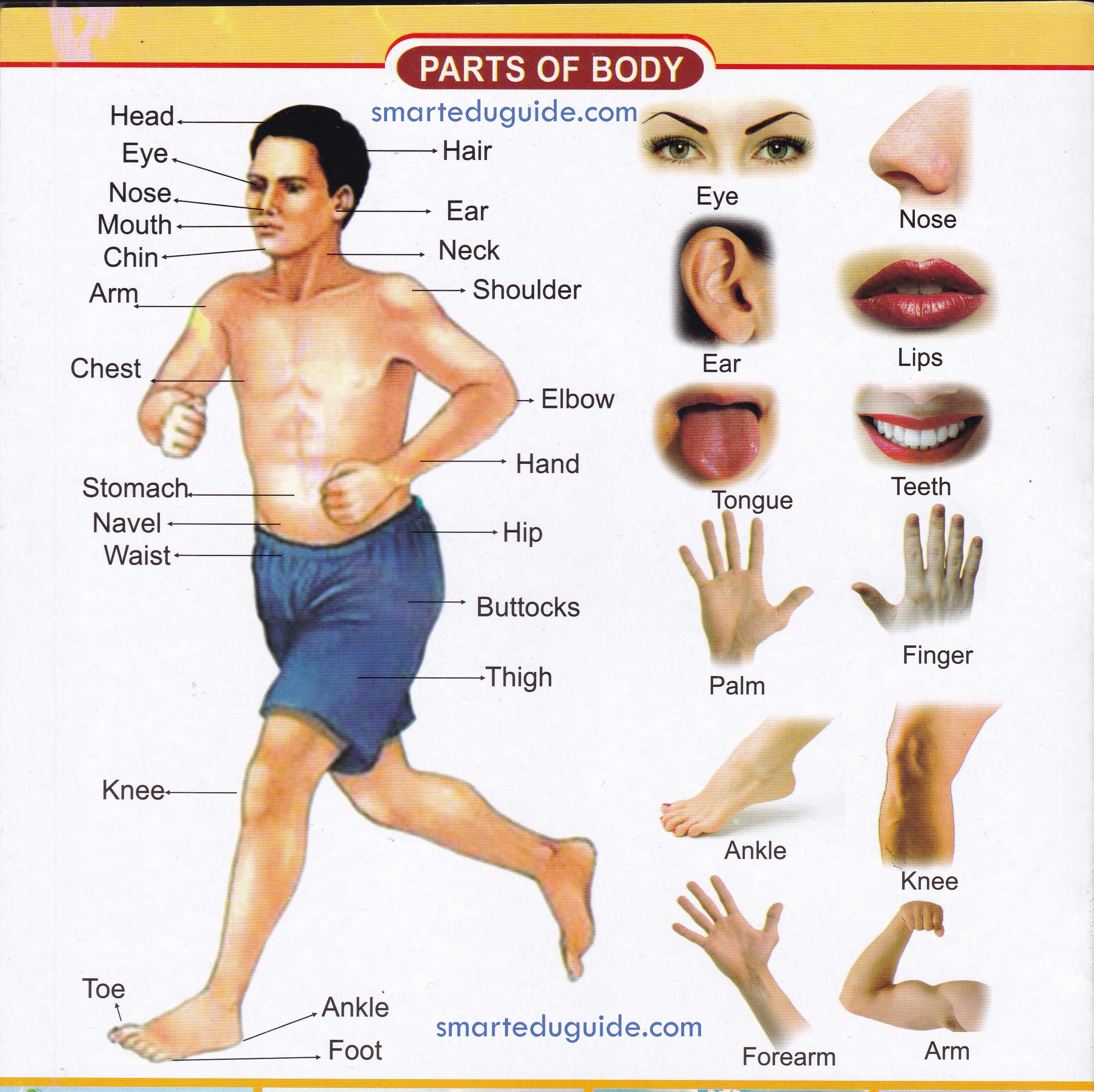 Human body parts name with picture in english pdf | SEG