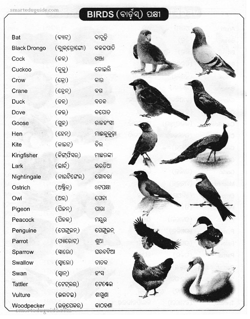 Birds Odia Word to English | SEG