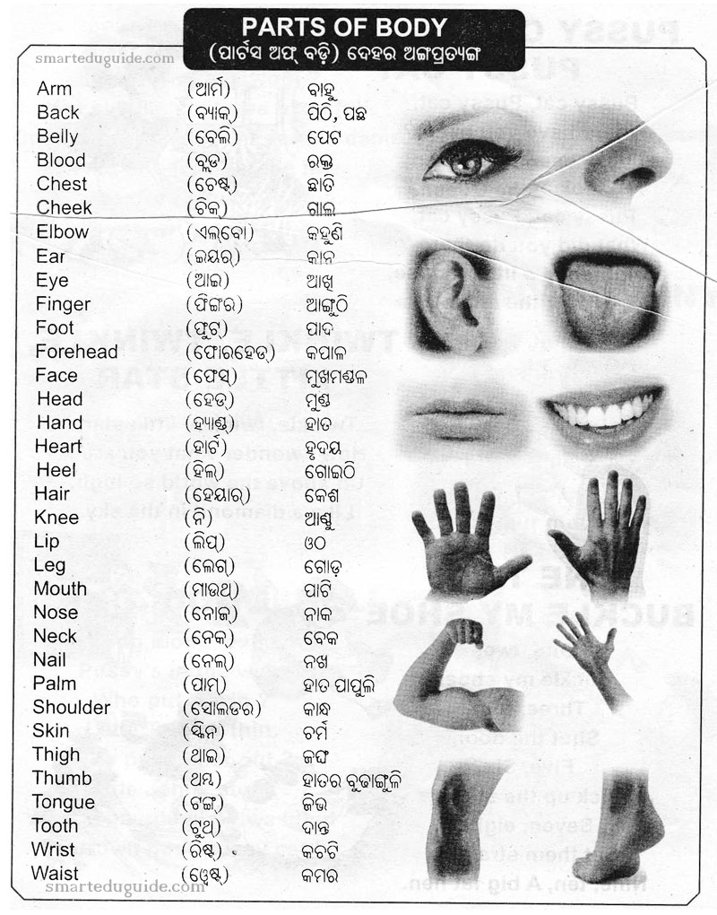 Body Parts Name in English to Odia to hindi