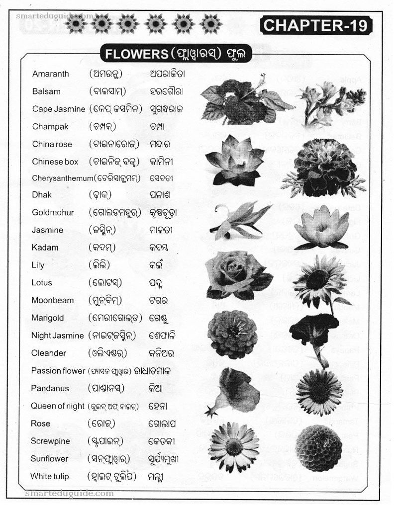 Isabel Ross: Flowers Name In English To Odia / Flower Names - WeNeedFun ...