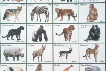 Wild-Animals-Pictures-with-names-in-English-&-Hindi | SEG