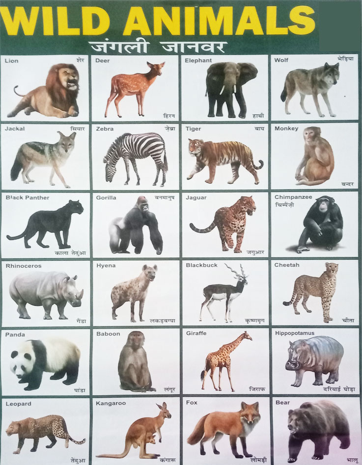 Wild Animals Pictures Names in English