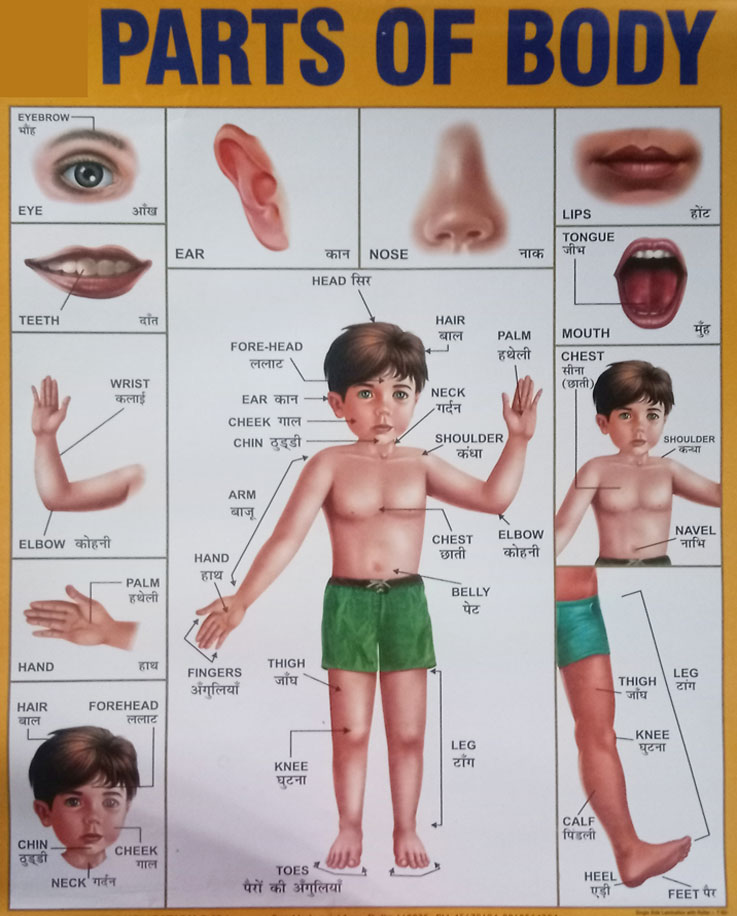 Body Parts Name In Hindi And English Pictures Seg