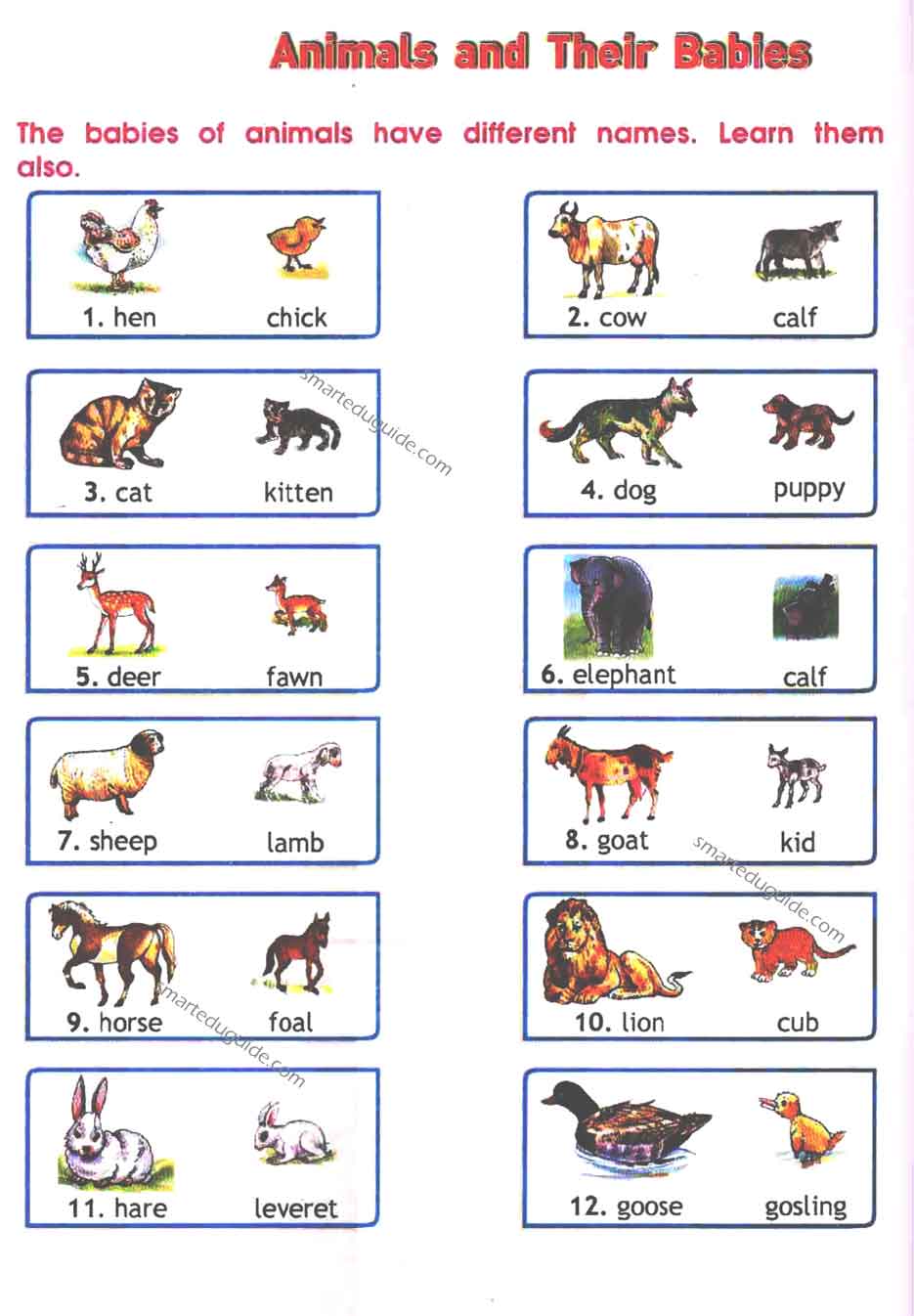 animals and their babies worksheet | SEG