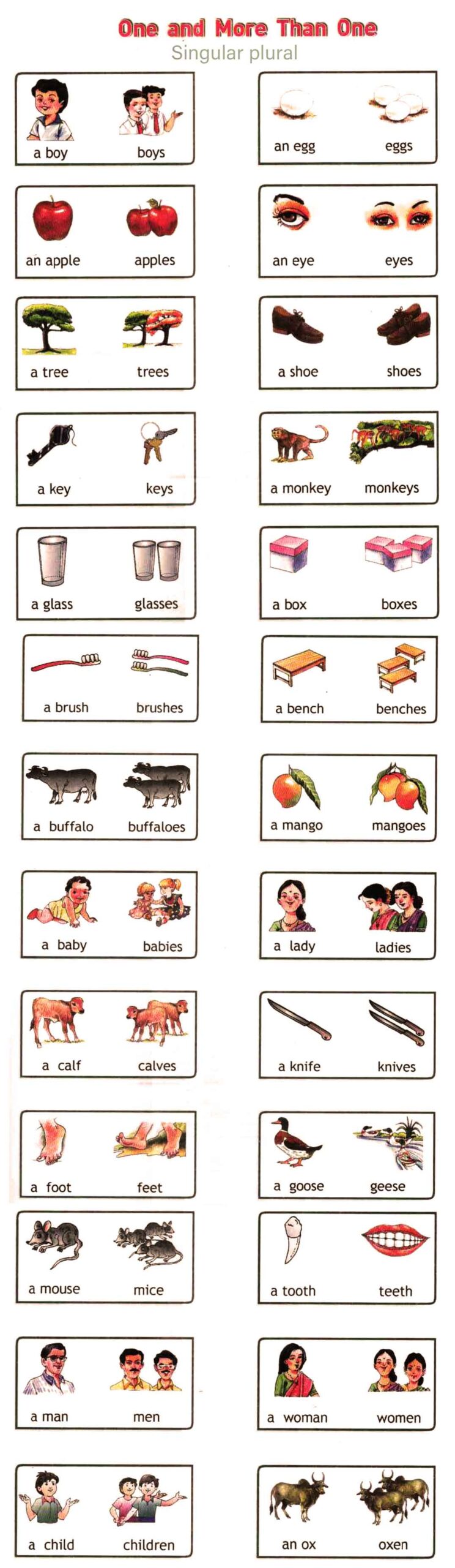 Singular Plural Words With Pictures