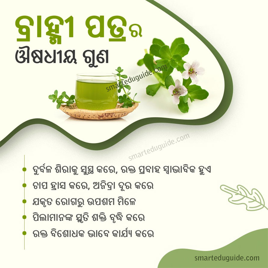 Brahmi Leaves Benefits in Odia