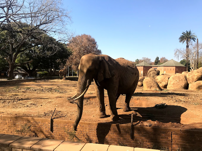 National Zoological Gardens Pretoria South Africa