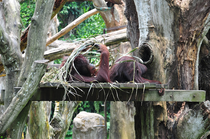 Singapore Zoo Singapore