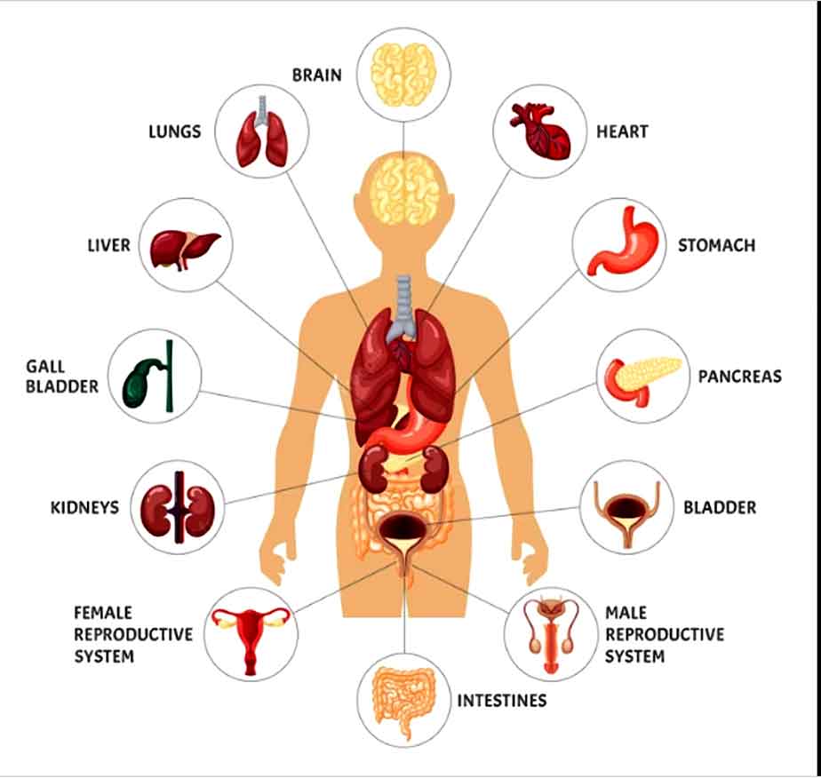Internal Organs of Human Body and Their Functions