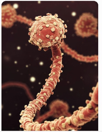 Ebola Virus